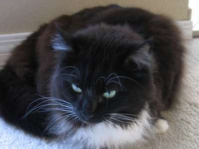 I used to be a 3-legged face-biter before Dr. Cori told me not to bite the hand that feeds me! I used to be a 3-legged face-biter before Dr. Cori told me not to bite the hand that feeds me!