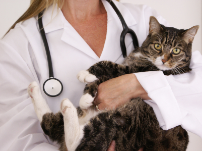 pet doctor female